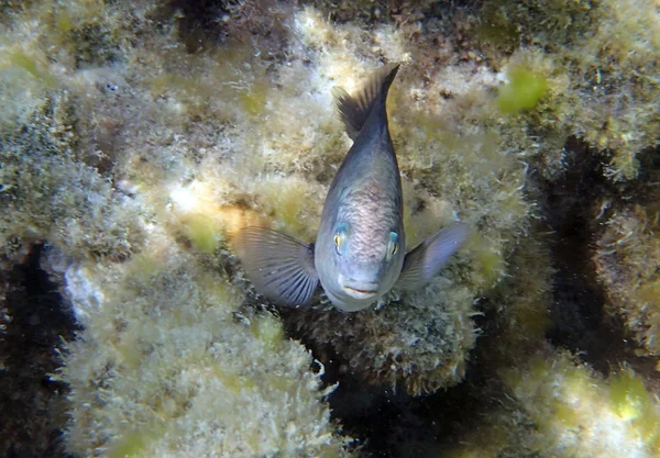 Snorkeling in mare rosso — Foto Stock