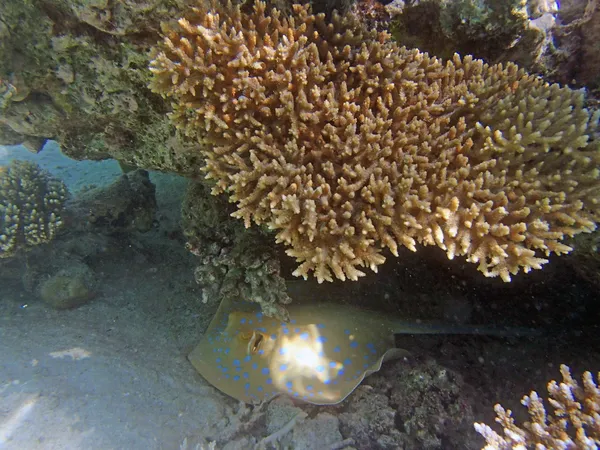 Snorkelen in de rode zee — Stockfoto