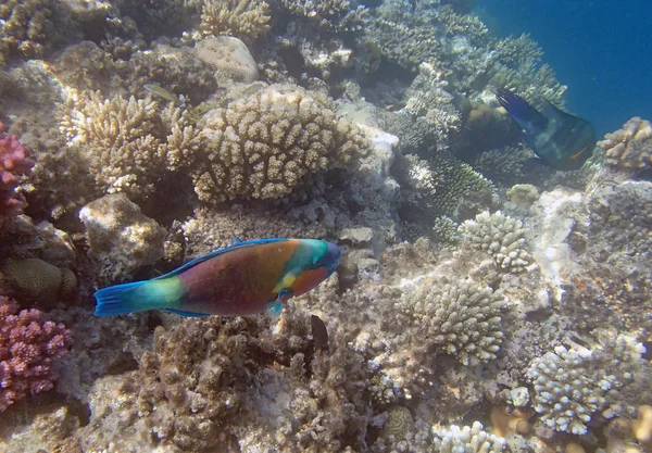 Snorkeling in red sea — Stock Photo, Image