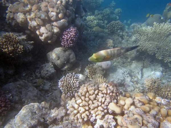 Snorkeling in mare rosso — Foto Stock