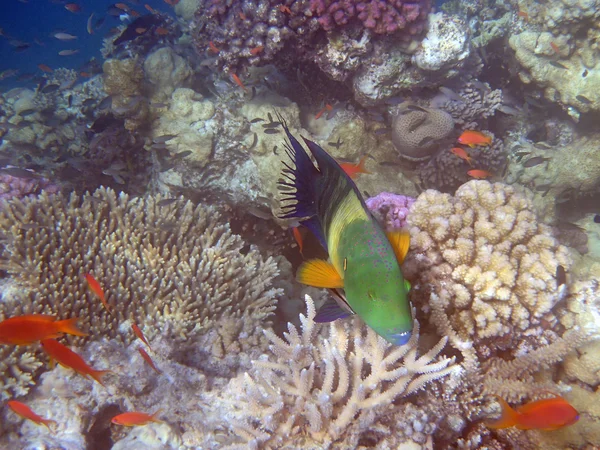 Snorkeling in red sea — Stock Photo, Image