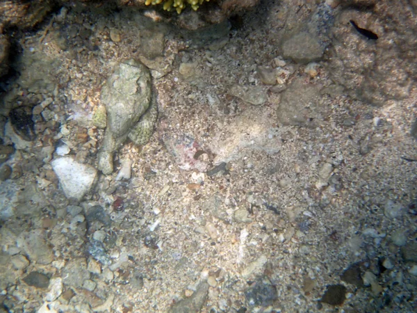 Snorkel en el mar rojo —  Fotos de Stock