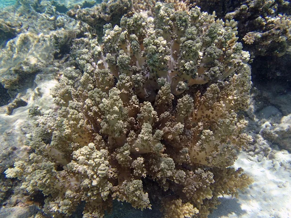 Mergulho com snorkel em mar vermelho — Fotografia de Stock