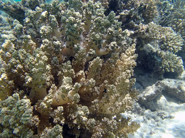 Mergulho com snorkel em mar vermelho — Fotografia de Stock