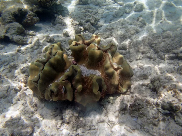 Snorkel en el mar rojo —  Fotos de Stock