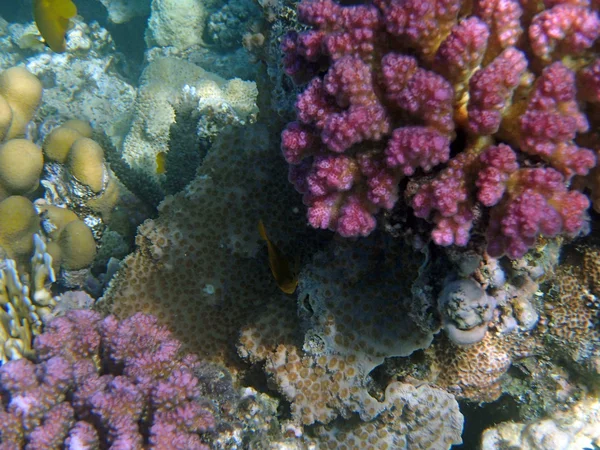 Snorkeling in mare rosso — Foto Stock