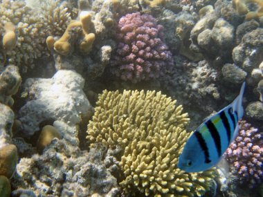 Kızıl Deniz 'de şnorkelle yüzmek