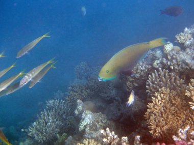 Kızıl Deniz 'de şnorkelle yüzmek