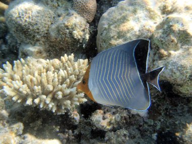 Kızıl Deniz 'de şnorkelle yüzmek