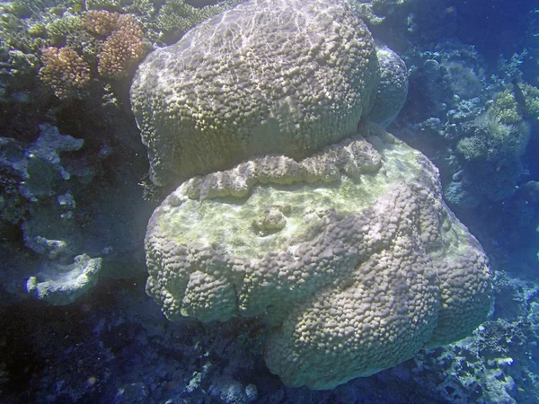 Snorkling i Röda havet — Stockfoto