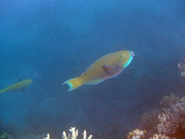 Buceo en el Mar Rojo — Foto de Stock