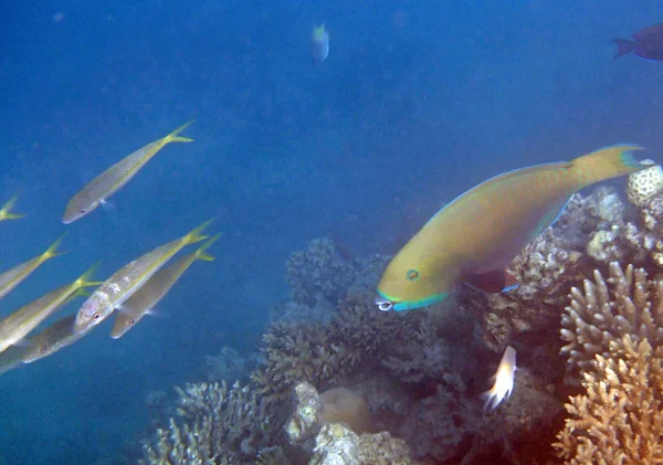 Snorkeling in the red sea — Stock Photo, Image