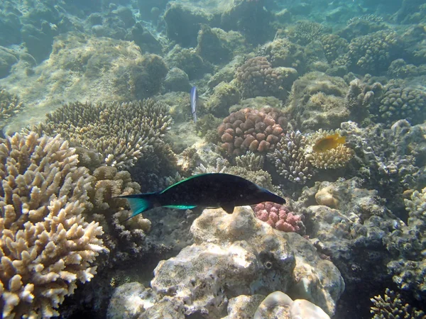 Snorkeling in the red sea — Stock Photo, Image