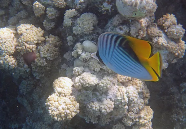 Snorkeling nel Mar Rosso — Foto Stock