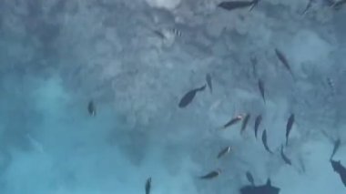 Kızıl Deniz 'de şnorkelle yüzmek