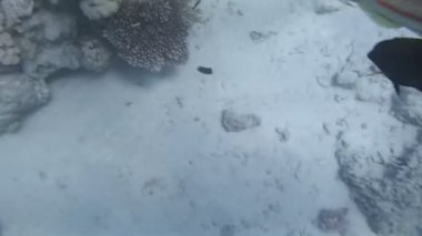 Kızıl Deniz 'de şnorkelle yüzmek