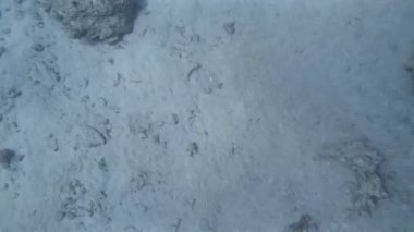 Kızıl Deniz 'de şnorkelle yüzmek