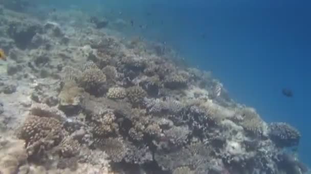 Snorkling i Röda havet — Stockvideo