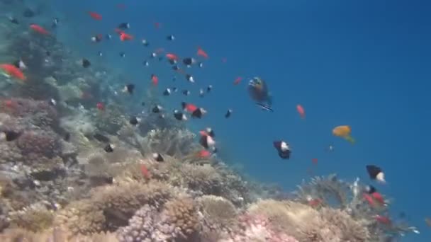 Plongée en apnée dans la mer Rouge — Video