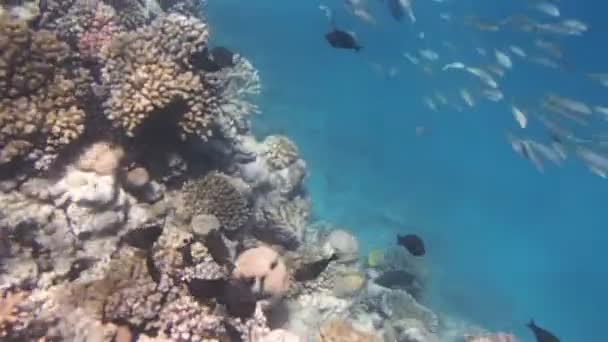 Nurkowanie w Morzu Czerwonym — Wideo stockowe