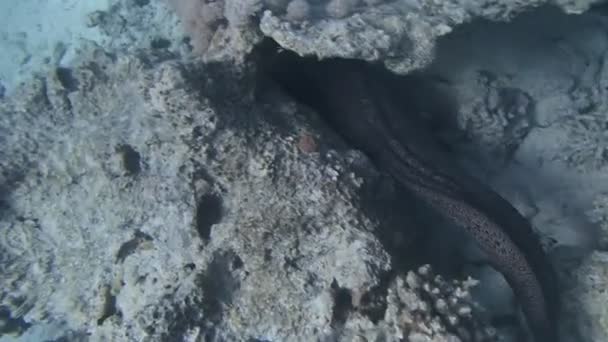 在红海中潜水 — 图库视频影像