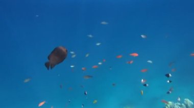 Kızıl Deniz 'de şnorkelle yüzmek