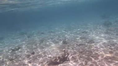 Kızıl Deniz 'de şnorkelle yüzmek