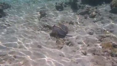 Kızıl Deniz 'de şnorkelle yüzmek