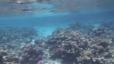 Kızıl Deniz 'de şnorkelle yüzmek