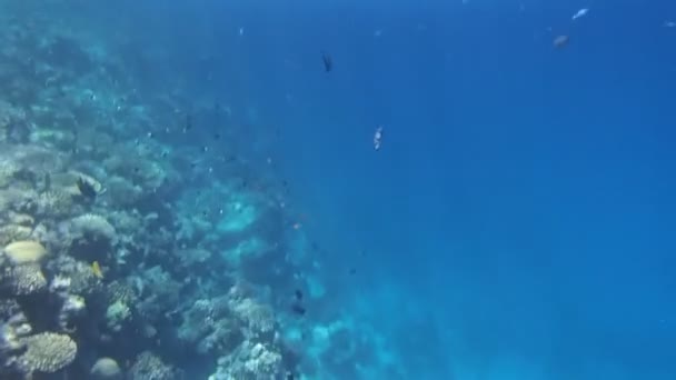 Schnorcheln im Roten Meer — Stockvideo