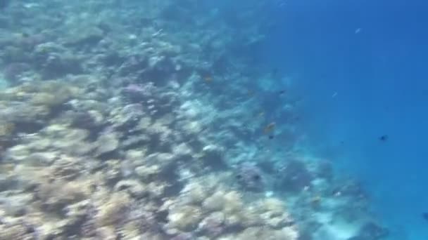 Mergulho de snorkel no Mar Vermelho — Vídeo de Stock