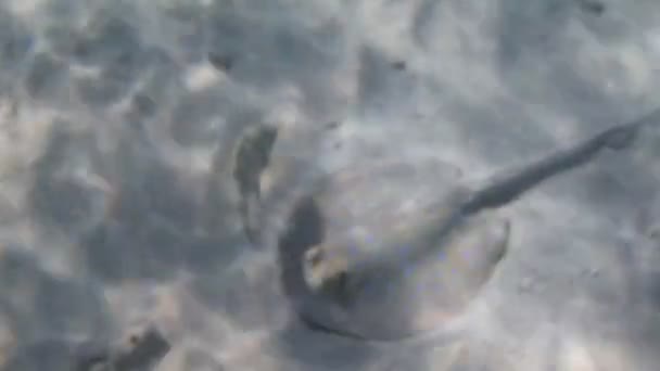 Plongée en apnée dans la mer Rouge