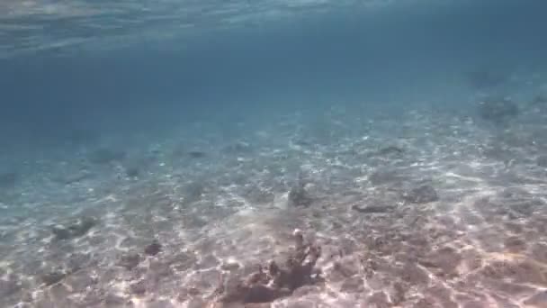 Ныряние с маской в Красном море — стоковое видео