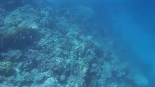 Mergulho de snorkel no Mar Vermelho — Vídeo de Stock