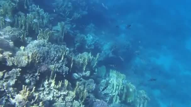 Buceo en el Mar Rojo — Vídeos de Stock