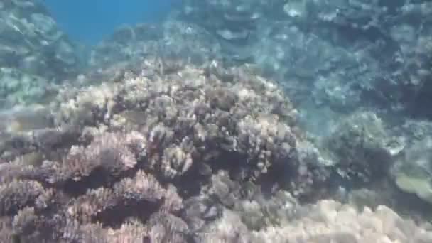 Mergulho de snorkel no Mar Vermelho — Vídeo de Stock