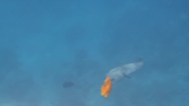 Plongée en apnée dans la mer Rouge
