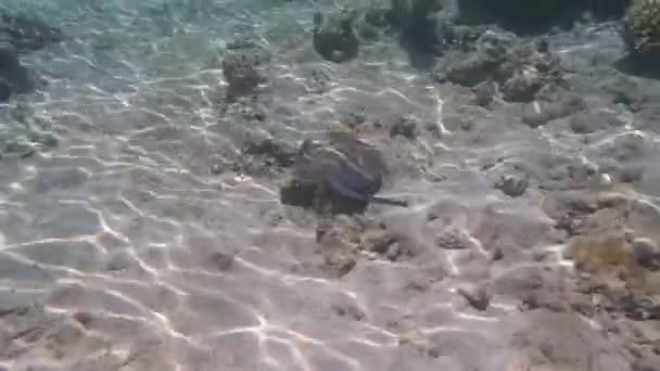 Ныряние с маской в Красном море — стоковое видео