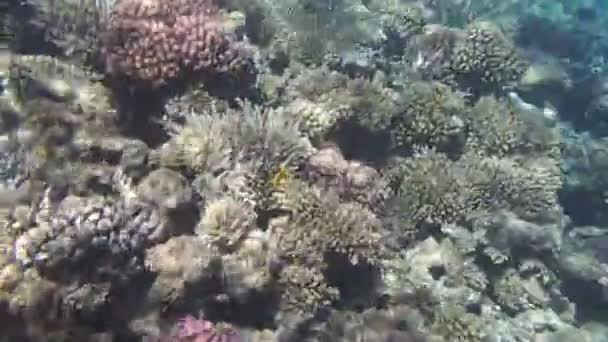 Snorkeling στην Ερυθρά Θάλασσα — Αρχείο Βίντεο