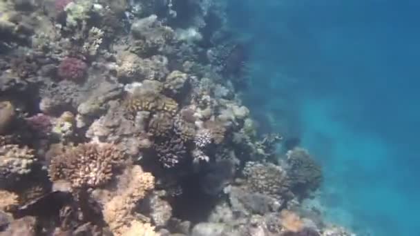 Kızıl Deniz 'de şnorkelle yüzmek — Stok video