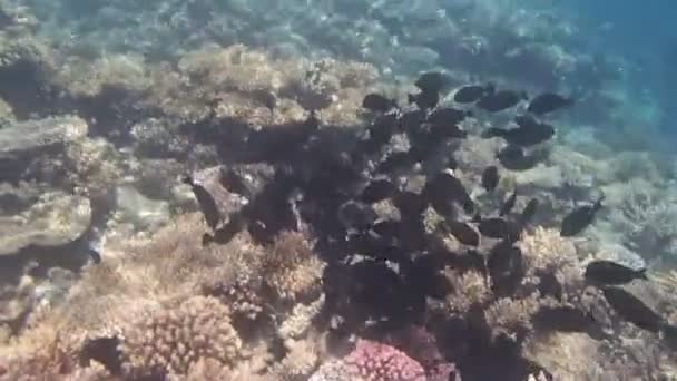 Snorkling i Röda havet — Stockvideo