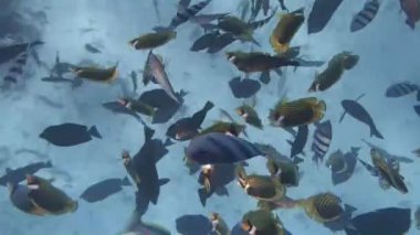 Kızıl Deniz 'de şnorkelle yüzmek