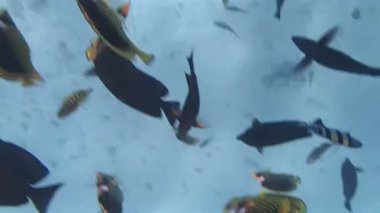 Kızıl Deniz 'de şnorkelle yüzmek