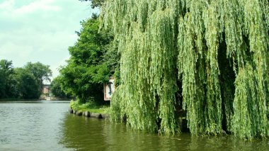 Mantova gösterimler