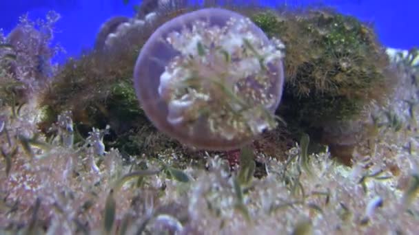 Медузы — стоковое видео