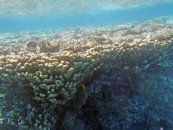 Snorkeling in the red sea — Stock Photo, Image