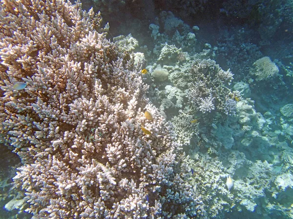 Schnorcheln im Roten Meer — Stockfoto