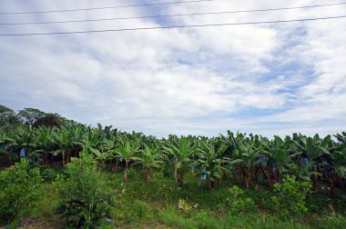 Kosta Rika gösterimler