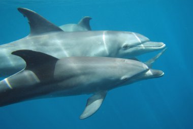 Hurghada içinde şnorkel