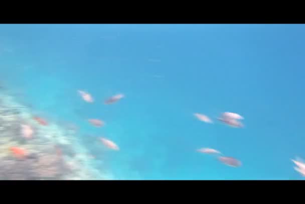 紅海でのシュノーケリング — ストック動画